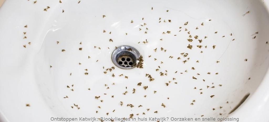 Rioolvliegjes in huis Katwijk? Oorzaken en snelle oplossingen